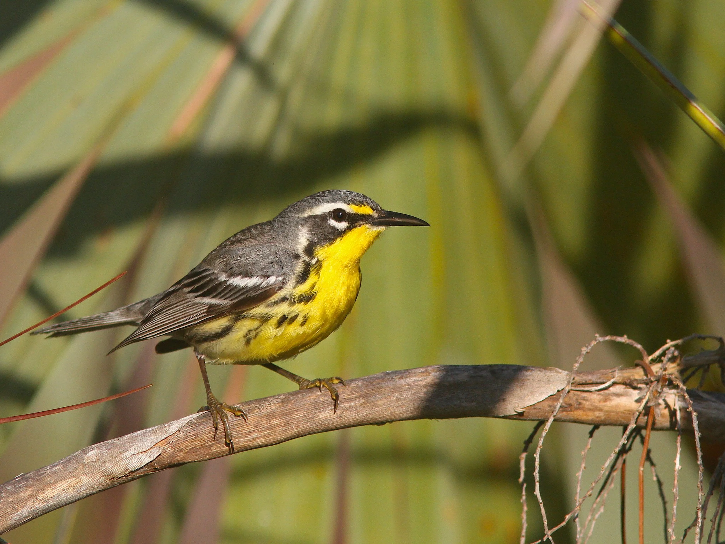 Discover Bahamian Wildlife